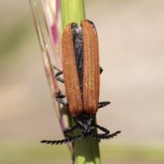 Porrostoma rhipidium (Long-nosed Lycid (Net-winged) beetle) at Michelago, NSW - 9 Nov 2020 by Illilanga