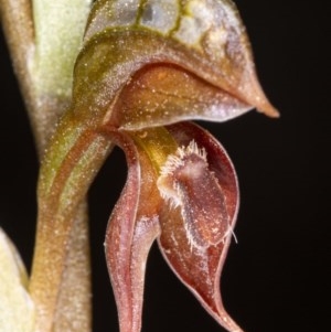 Oligochaetochilus squamatus at Booth, ACT - 24 Nov 2020