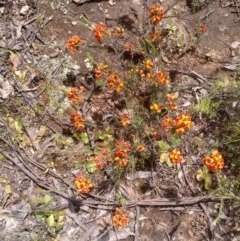 Dillwynia sericea (Egg And Bacon Peas) at Forde, ACT - 22 Oct 2020 by abread111