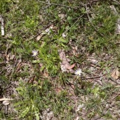 Brachyscome sp. (Cut-leaf Daisy) at Mulligans Flat - 21 Oct 2020 by abread111