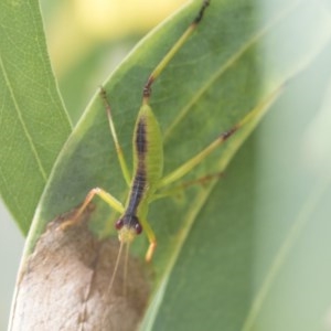 Tettigoniidae (family) at Scullin, ACT - 28 Nov 2020 09:59 PM