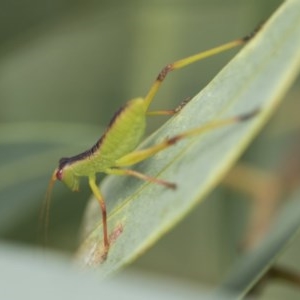 Tettigoniidae (family) at Scullin, ACT - 28 Nov 2020 09:59 PM