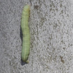 Lepidoptera unclassified IMMATURE (caterpillar or pupa or cocoon) at Scullin, ACT - 28 Nov 2020 by AlisonMilton