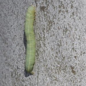 Lepidoptera unclassified IMMATURE moth at Scullin, ACT - 28 Nov 2020