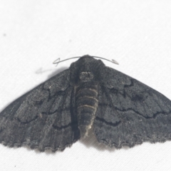 Melanodes anthracitaria (Black Geometrid) at Scullin, ACT - 28 Nov 2020 by AlisonMilton