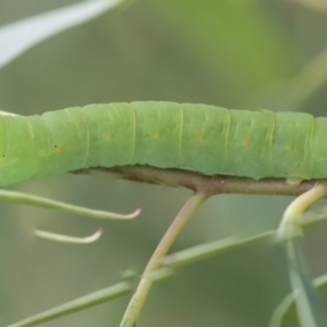 Melanodes anthracitaria at Scullin, ACT - 29 Nov 2020