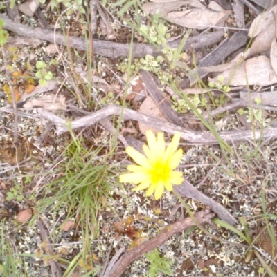 Microseris walteri (Yam Daisy, Murnong) at Forde, ACT - 14 Oct 2020 by abread111