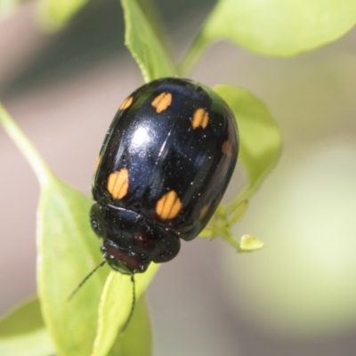 Paropsisterna octosignata (Eucalyptus leaf beetle) at Scullin, ACT - 28 Nov 2020 by AlisonMilton