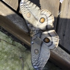 Opodiphthera eucalypti (Emperor Gum Moth) at Illilanga & Baroona - 15 Nov 2020 by Illilanga