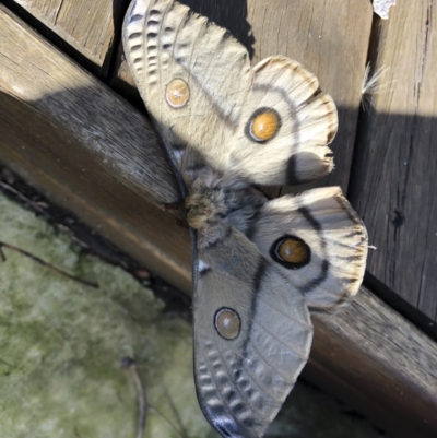 Opodiphthera eucalypti (Emperor Gum Moth) at Michelago, NSW - 15 Nov 2020 by Illilanga