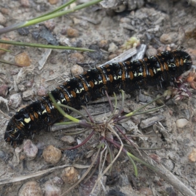 Apina callisto (Pasture Day Moth) at Illilanga & Baroona - 18 Sep 2020 by Illilanga