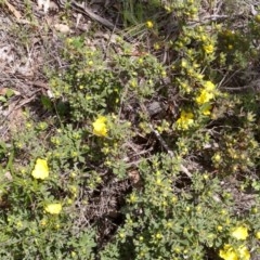 Hibbertia obtusifolia (Grey Guinea-flower) at Mulligans Flat - 21 Oct 2020 by abread111