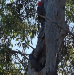 Callocephalon fimbriatum (Gang-gang Cockatoo) at GG149 - 28 Nov 2020 by roymcd