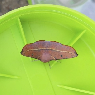 Oenochroma vinaria (Pink-bellied Moth, Hakea Wine Moth) at Red Hill, ACT - 7 May 2020 by Illilanga