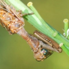 Mantispidae (family) (Unidentified mantisfly) at Denman Prospect, ACT - 25 Nov 2020 by Harrisi