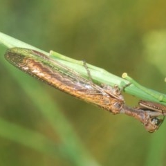 Mantispidae (family) at Denman Prospect, ACT - 25 Nov 2020