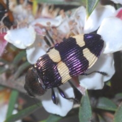 Castiarina vicina (Vicina jewel beetle) at Tinderry Mountains - 26 Nov 2020 by Harrisi