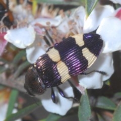 Castiarina vicina (Vicina jewel beetle) at Tinderry Mountains - 27 Nov 2020 by Harrisi