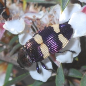 Castiarina vicina at Tinderry, NSW - 27 Nov 2020