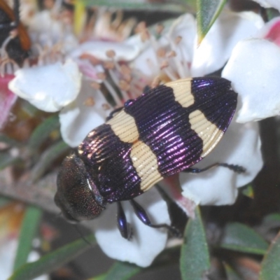 Castiarina vicina (Vicina jewel beetle) at Tinderry, NSW - 26 Nov 2020 by Harrisi