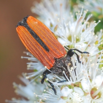 Castiarina nasuta (A jewel beetle) at Karabar, NSW - 25 Nov 2020 by Harrisi