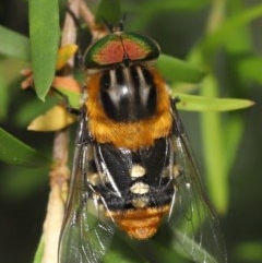 Scaptia (Scaptia) auriflua (A flower-feeding march fly) at ANBG - 28 Nov 2020 by TimL