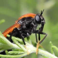 Pelecorhynchus fulvus (Orange cap-nosed fly) at ANBG - 24 Nov 2020 by TimL