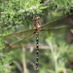 Synthemis eustalacta (Swamp Tigertail) at Acton, ACT - 24 Nov 2020 by TimL