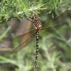 Synthemis eustalacta at Acton, ACT - 25 Nov 2020