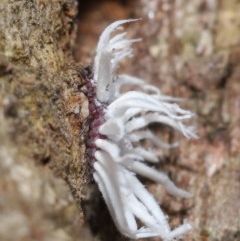 Cryptolaemus montrouzieri at Acton, ACT - 27 Nov 2020