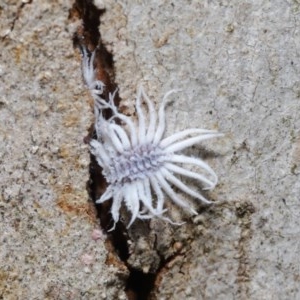 Cryptolaemus montrouzieri at Acton, ACT - 27 Nov 2020