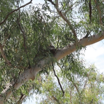 Podargus strigoides (Tawny Frogmouth) at Acton, ACT - 29 Nov 2020 by TimL