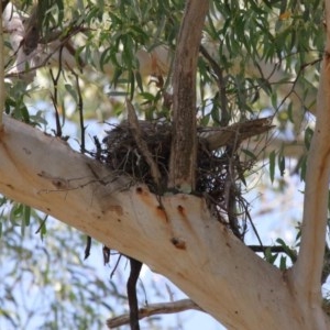 Podargus strigoides at Acton, ACT - suppressed