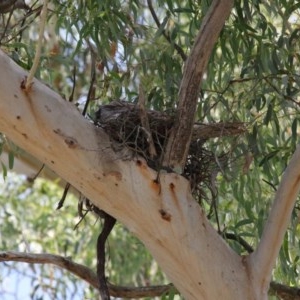 Podargus strigoides at Acton, ACT - suppressed