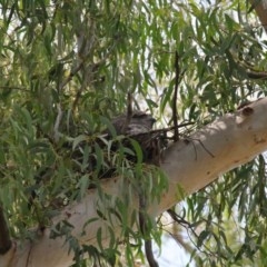 Podargus strigoides at Acton, ACT - suppressed