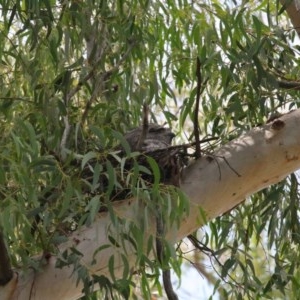 Podargus strigoides at Acton, ACT - suppressed