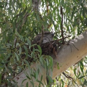 Podargus strigoides at Acton, ACT - suppressed