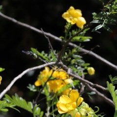 Xylocopa (Lestis) aerata (Golden-Green Carpenter Bee) at ANBG - 26 Nov 2020 by TimL