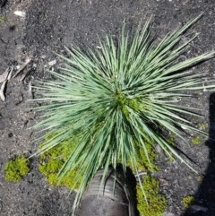 Unidentified Grass at Yaouk, NSW - 25 Nov 2020 by nathkay