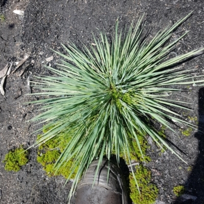 Unidentified Grass at Yaouk, NSW - 25 Nov 2020 by nathkay