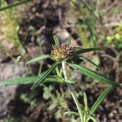 Euchiton sphaericus (Star Cudweed) at Tuggeranong Hill - 19 Oct 2020 by michaelb