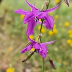 Arthropodium fimbriatum (Nodding Chocolate Lily) at Isaacs Ridge Offset Area - 29 Nov 2020 by Mike