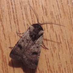 Agrotis porphyricollis (Variable Cutworm) at Conder, ACT - 20 Oct 2020 by michaelb