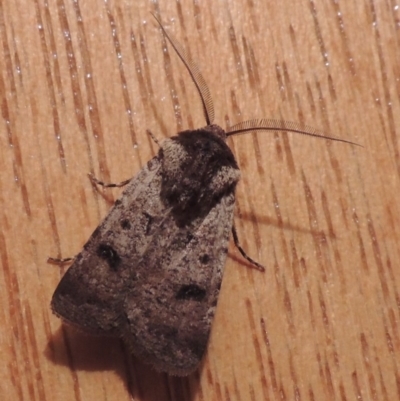 Agrotis porphyricollis (Variable Cutworm) at Pollinator-friendly garden Conder - 20 Oct 2020 by michaelb