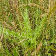 Kickxia elatine subsp. crinita (Twining Toadflax) at Symonston, ACT - 29 Nov 2020 by Mike