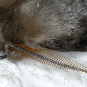 Leptocneria reducta at Ainslie, ACT - 28 Nov 2020