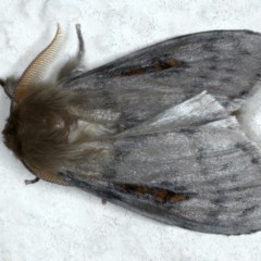 Leptocneria reducta at Ainslie, ACT - 28 Nov 2020