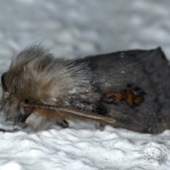 Leptocneria reducta at Ainslie, ACT - 28 Nov 2020