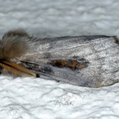 Leptocneria reducta at Ainslie, ACT - 28 Nov 2020