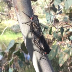 Psaltoda moerens (Redeye cicada) at Majura, ACT - 29 Nov 2020 by JaneR